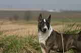 BULL TERRIER MINIATURE 327